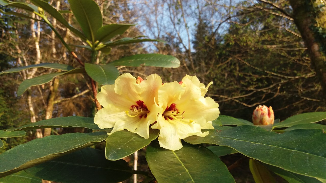 'Nancy Evans' X campylocarpum x montroseanum